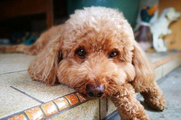 泰迪是贵宾犬种吗？来看看吧！