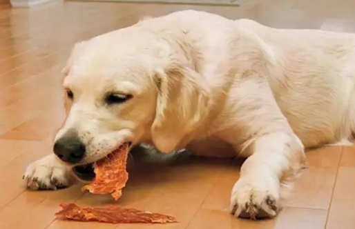 狗狗老是假咬主人？其意味是什么