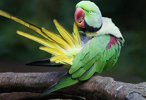 亚历山大鹦鹉认不认主人？不清楚的来这看看