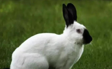 喜马拉雅兔能长多大多重，你了解吗？