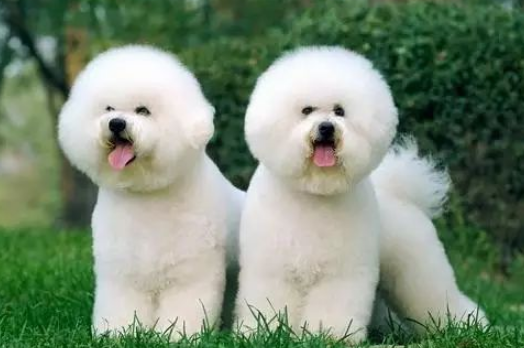 新手适合养比熊吗？一定要知道