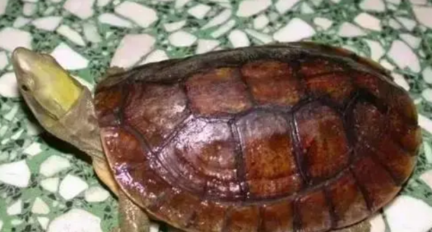 安布闭壳龟性格怎么样？来get一下吧