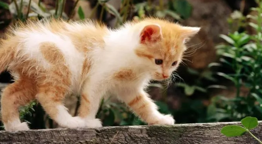 猫杯状病毒传染给人么？答案是不会哦！