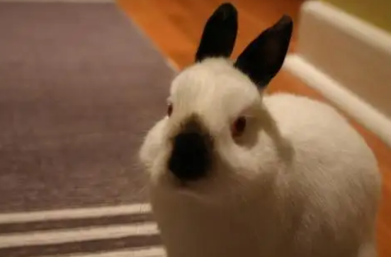 兔兔怎样分辨公母，来看就知道了