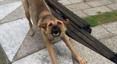 养土狗真的丢人吗？那你是没有get到它们的优点