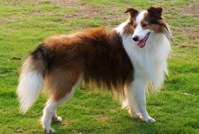 不清楚喜乐蒂犬的毛色？速看这篇文章！