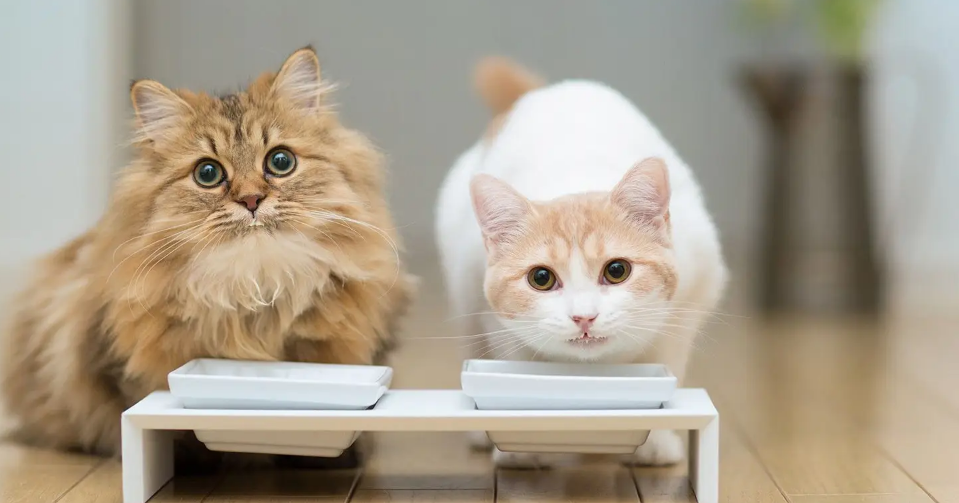 猫尾巴翘很高什么意思，不懂的来这了解下~