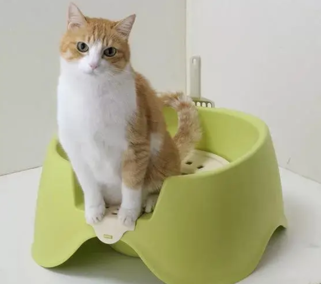 养猫必看！挑选猫砂这三点要注意咯，不然猫咪们上厕所困难