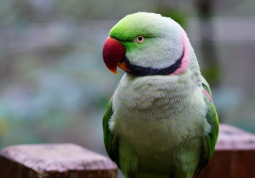 亚历山大鹦鹉怎么驱虫才更好？