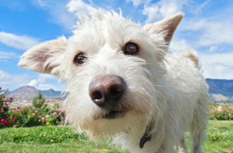 苏格兰梗和西高地犬有何区别，快来了解一下吧~