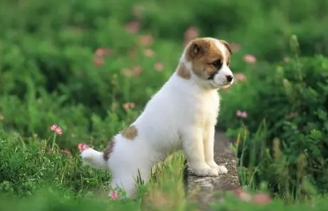 狗狗消炎药有哪些？喂药需要注意什么