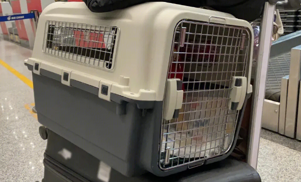 宠物托运这6个坑 千万不能踩养 宠物托运这6个坑 千万不能踩养