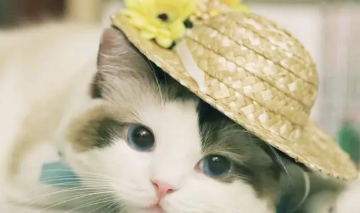 益生菌不要随便给猫咪喝!除非这些情况可以适量给猫咪补充? 益生菌不要随便给猫咪喝!除非这些情况可以适量给猫咪补充?