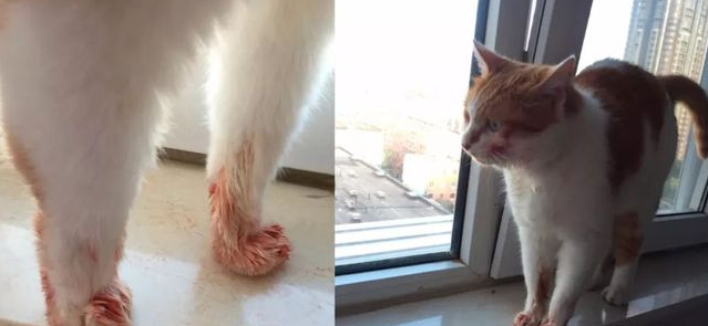 给猫咪狗狗脖子上佩戴项圈，到底是爱还是害？