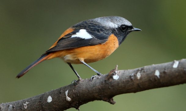 北红尾鸲会说话吗?原来它的模仿能力这么强 北红尾鸲会说话吗?原来它的模仿能力这么强