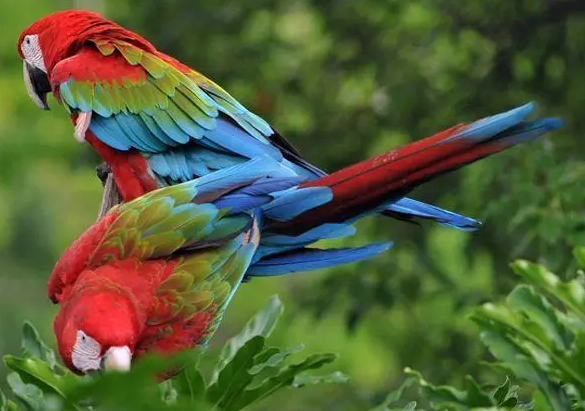 绿翅金刚鹦鹉会说话吗？看完你就知道了