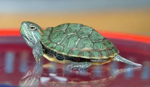 适合家养的小品种乌龟有哪些？来了解下吧