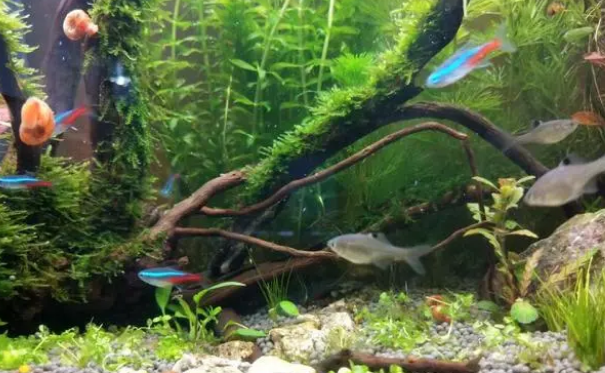 鱼缸水混有妙招，专治各种水混，调理鱼缸水质