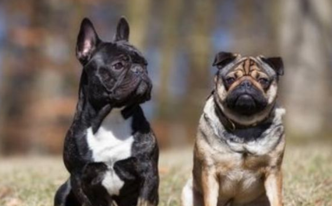 斗牛犬和八哥的区别，还得从面相上看！