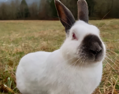 喜马拉雅兔的繁殖注意事项，看完你就知道了！