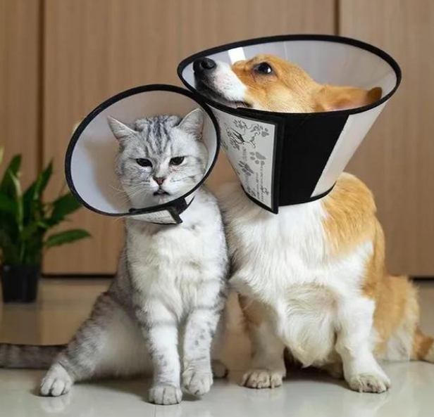 宠物｜巨沃助力「金多乐」成为中国最大的一站式宠物服务商