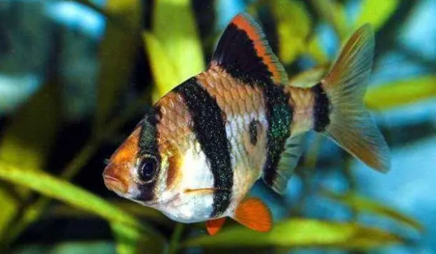 鱼缸怎么快速培养硝化细菌？