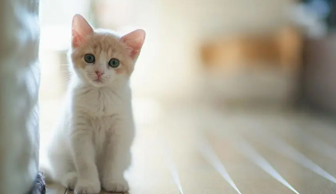 为什么养猫不需要办证？原因就在这几点