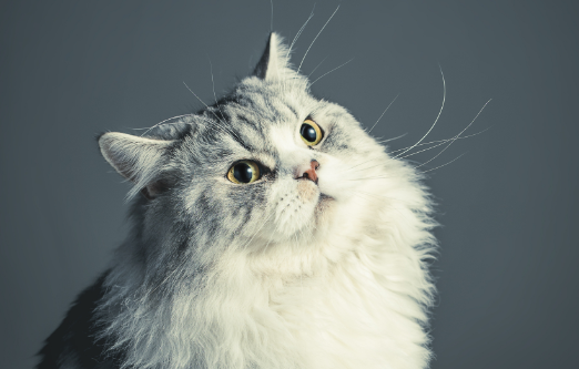 猫吃肉和猫粮哪个长得更快？看看你喂对了吗