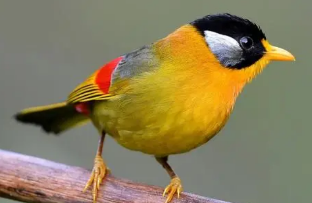 相思鸟仰头怎么办？来看看解决办法吧