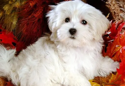 小狗牵着不走怎么办?来看看吧 小狗牵着不走怎么办?来看看吧