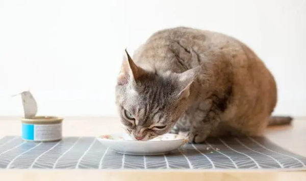 猫为什么需要吃罐头？猫粮和猫罐头的比较