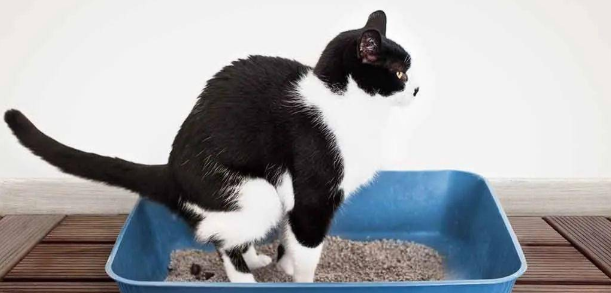 怎么帮助猫排便？主人来学学~