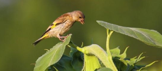 笼养鸟饲料的种类及怎样选择笼养鸟饲料? 笼养鸟饲料的种类及怎样选择笼养鸟饲料?