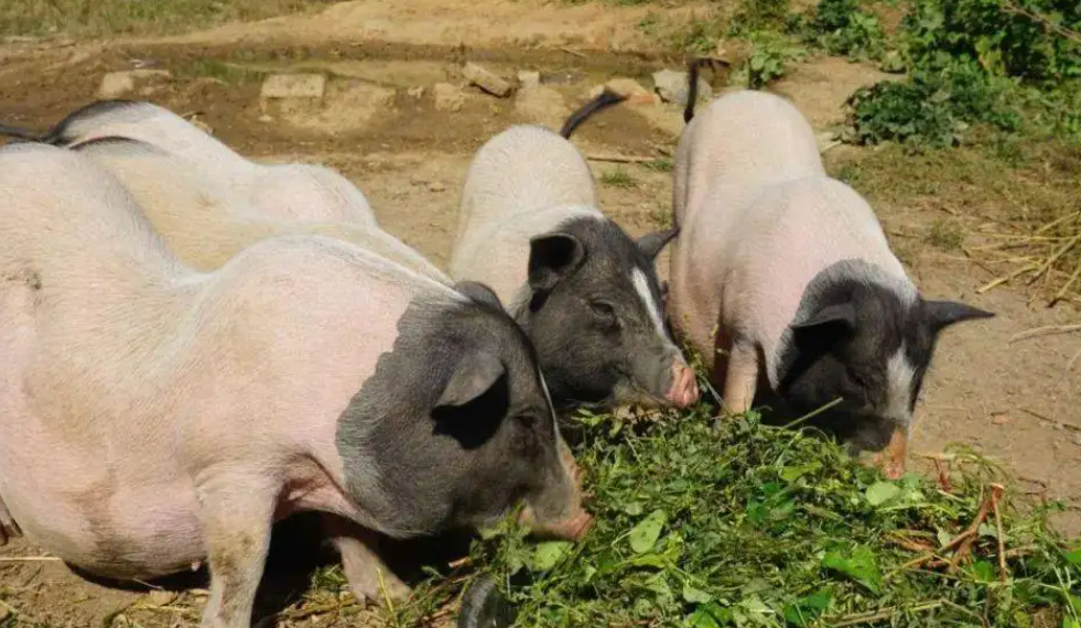 巴马香猪不吃食？你们可以这么做！