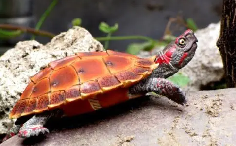 太阳龟吃什么？来了解看看吧