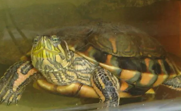 南美彩龟怎么养？来get一下吧