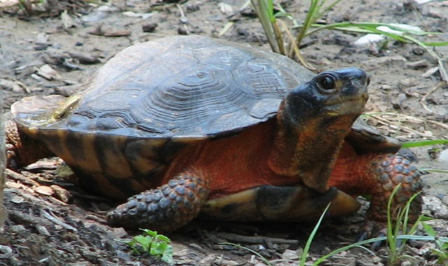 木雕水龟是保护动物吗?来get一下吧 木雕水龟是保护动物吗?来get一下吧