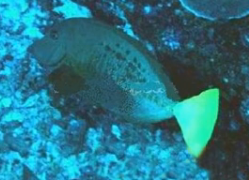 科普｜新手养印尼锯尾吊麻烦吗？需要注意哪些方面？