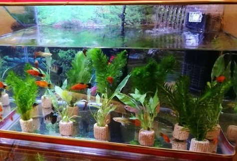 养金鱼要不要养水草