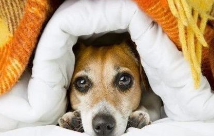 狗怕冷吗?怎么照顾怕冷的狗狗? 狗怕冷吗?怎么照顾怕冷的狗狗?