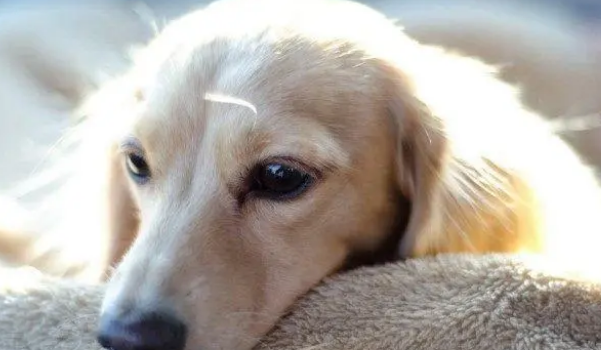 狗狗回家不愿进笼子？这三种方法屡试不爽