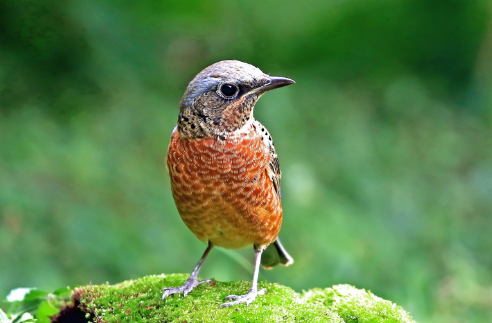 白喉矶鸫不吃东西怎么办？速速来get