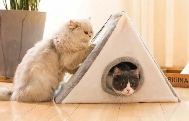 猫咪并非不喜欢猫窝，拒绝入住只因铲屎官的三种错误挑选