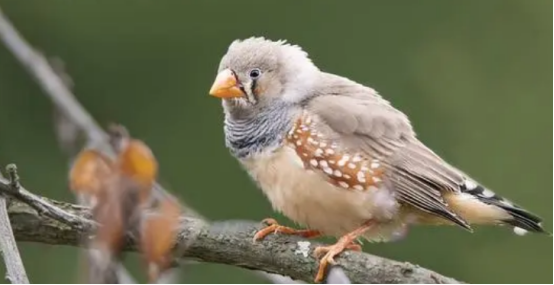 教教大家怎么分辨斑胸草雀的雌雄 教教大家怎么分辨斑胸草雀的雌雄