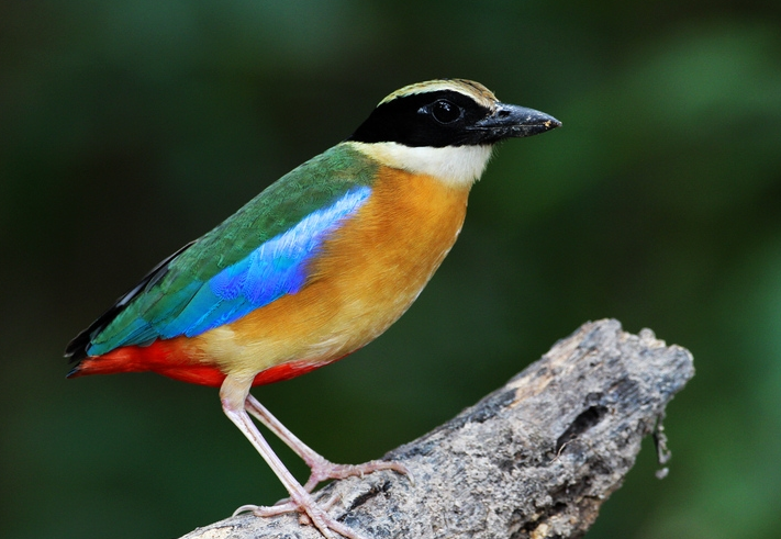 蓝翅八色鸫寿命一般这么久！