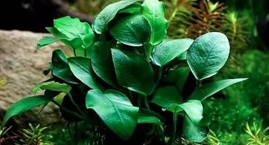 常见水草种类及图片