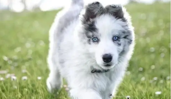 边牧眼睛一蓝一黑多少钱？不清楚的快来看看！