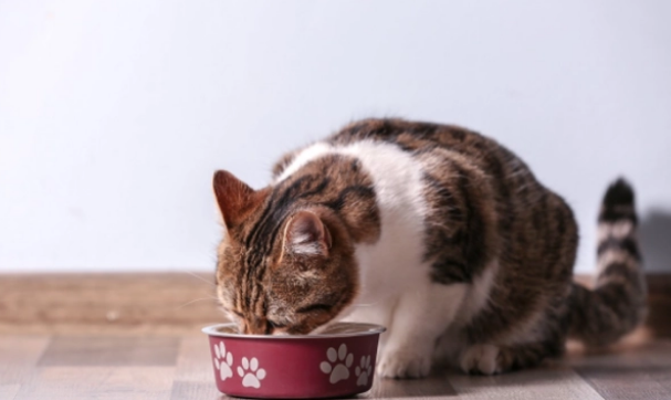 猫耳螨攻略：猫耳螨可以用人的什么药代替