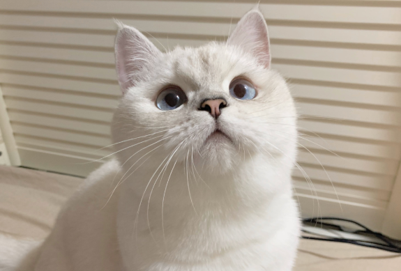 长毛银点的由来，你了解吗