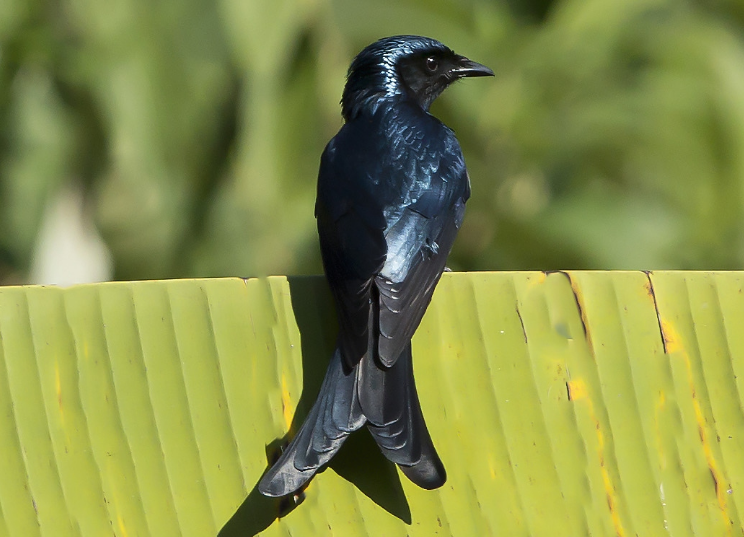 黑卷尾鸟多少钱一只？可以来了解一下